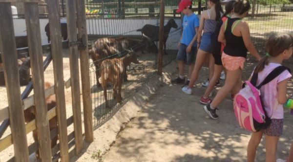 Campamento urbano con animales en Madrid